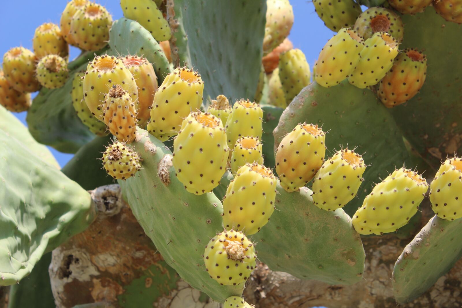 Canon EOS 600D (Rebel EOS T3i / EOS Kiss X5) sample photo. Cactus, greece, rhodes island photography