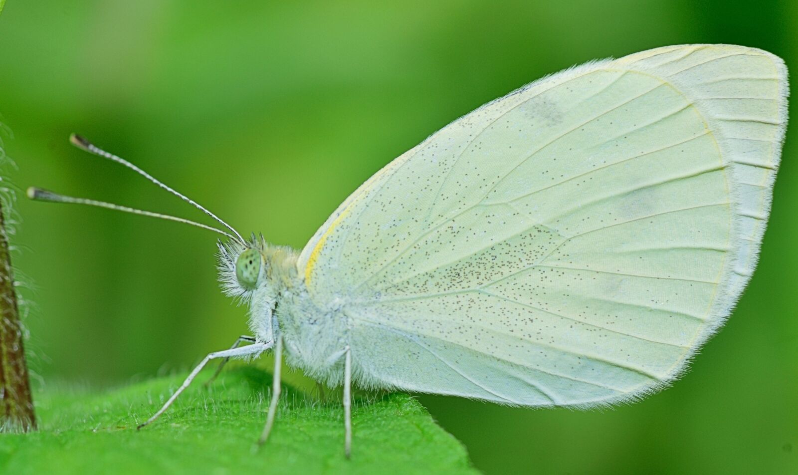 Nikon D5300 sample photo. Nature, butterfly, colorful photography