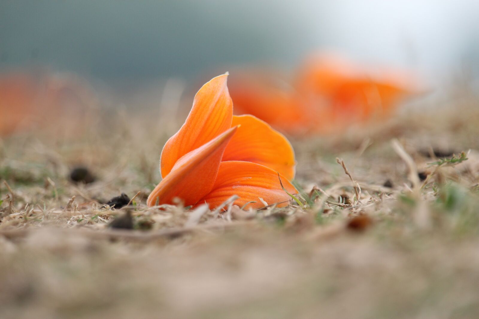 Canon EF-S 55-250mm F4-5.6 IS STM sample photo. Palace flower, orange flower photography