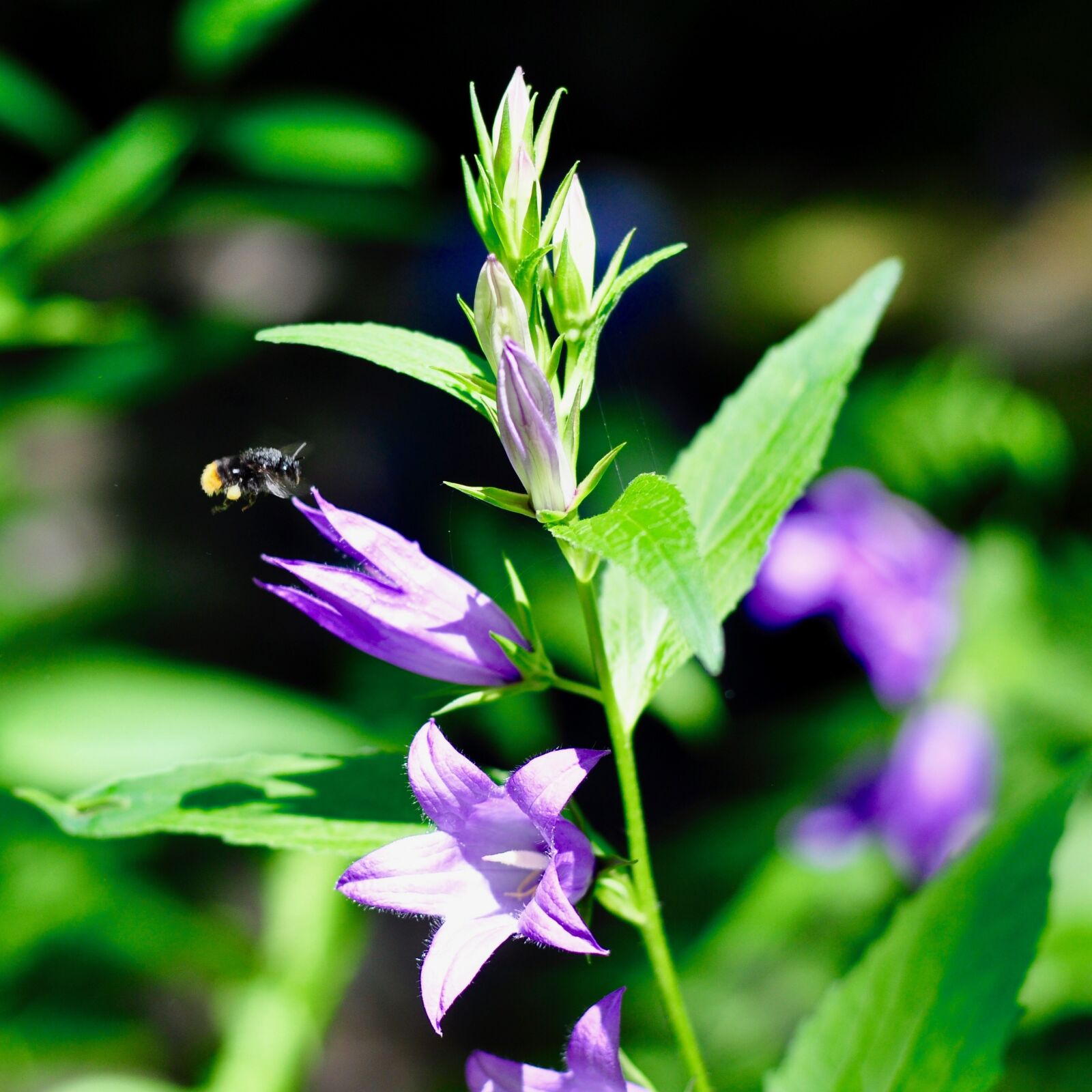 Nikon D5000 sample photo. Insect, wild flower, blossom photography