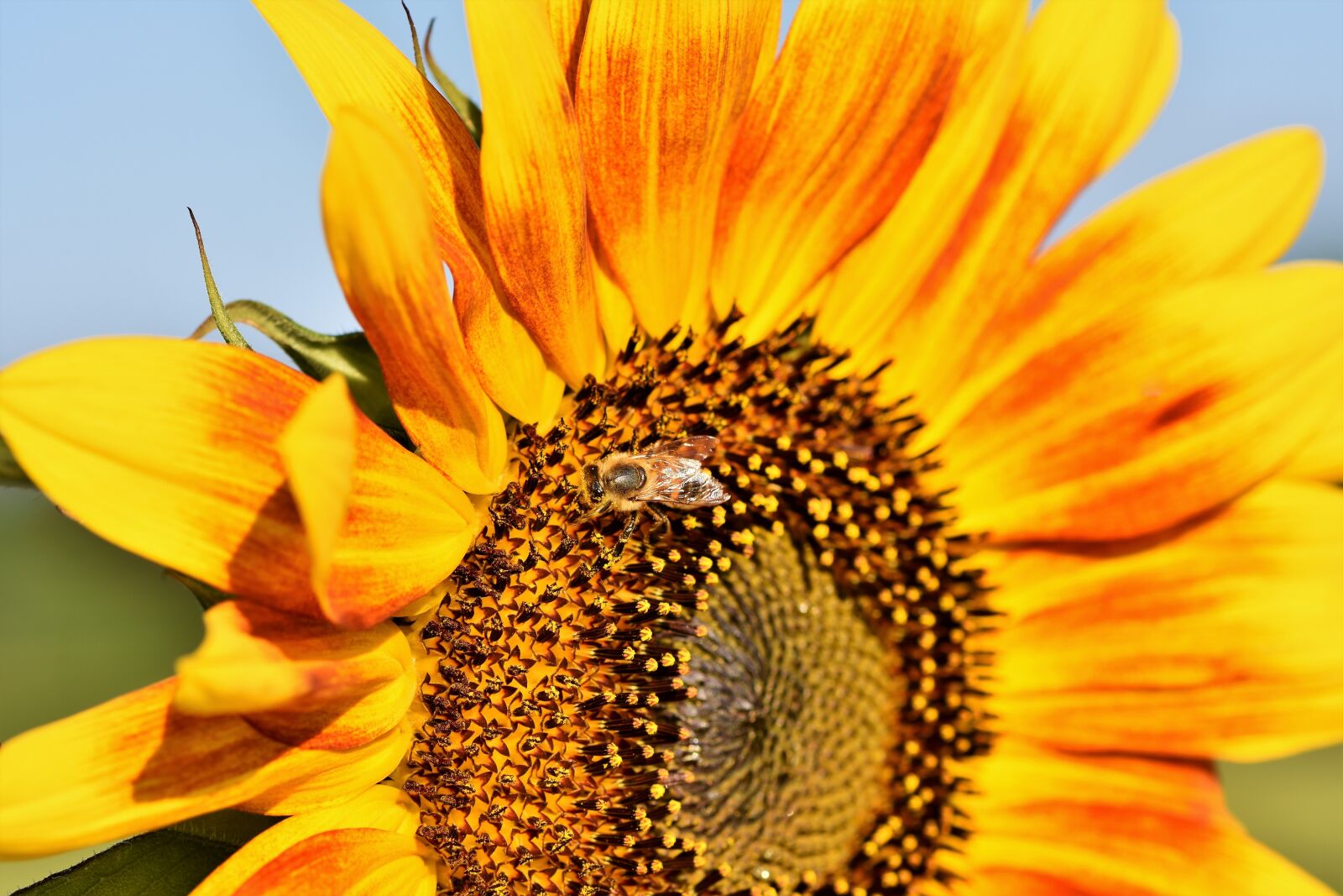 Nikon D7200 sample photo. Sunflower, flower, petals photography