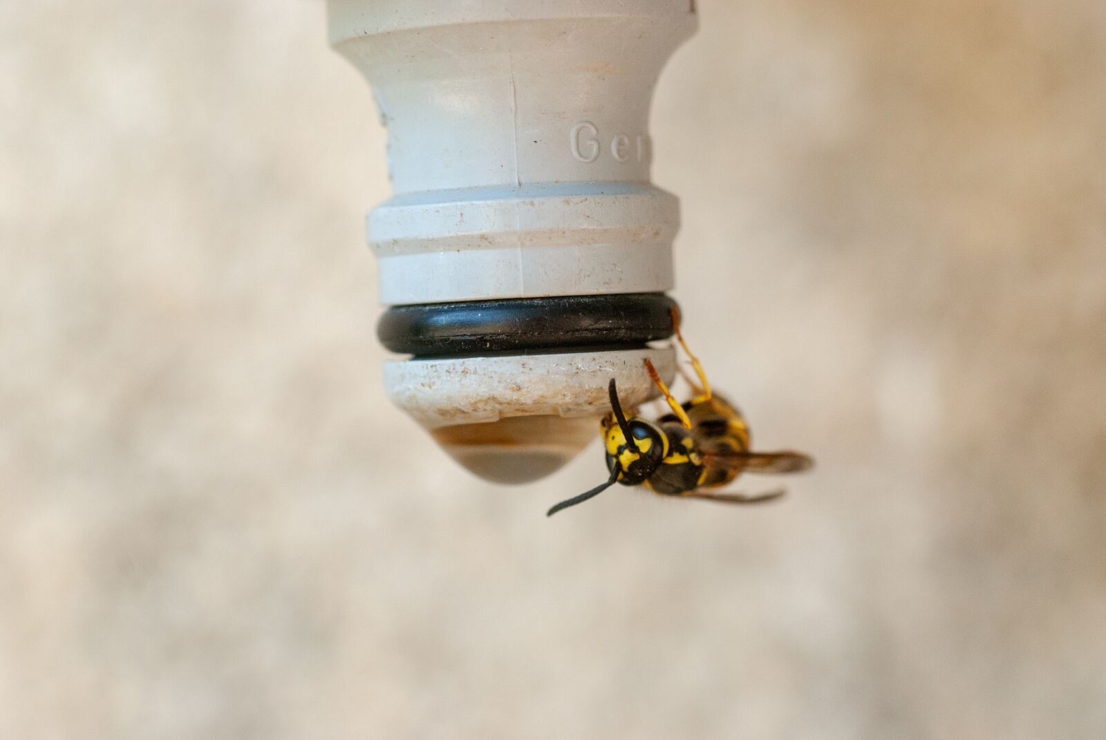 Nikon D80 sample photo. Insect, wasp, macron photography