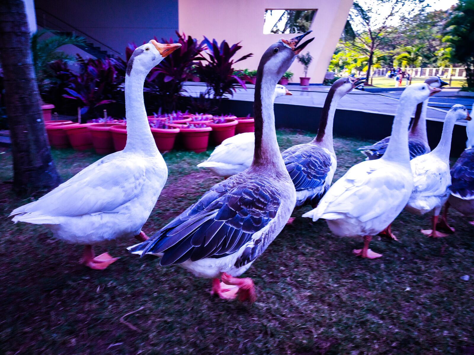 Xiaomi Redmi Note 5 Pro sample photo. Duck, nature, garden photography