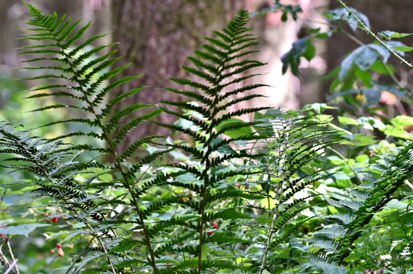 Nikon D500 sample photo. Boating, nature, forest photography