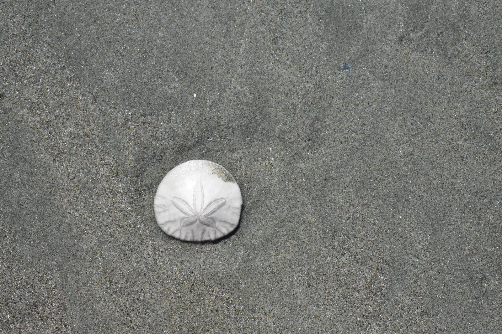Nikon D3400 sample photo. Desktop, sand, beach photography