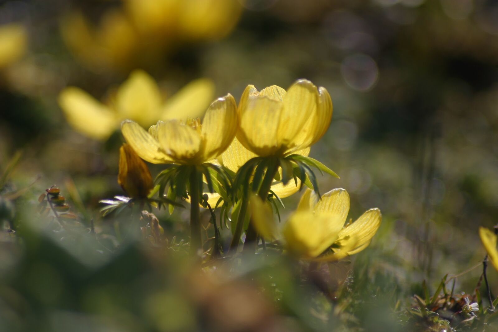Canon EOS D60 sample photo. Winter linge, flowers, bloom photography