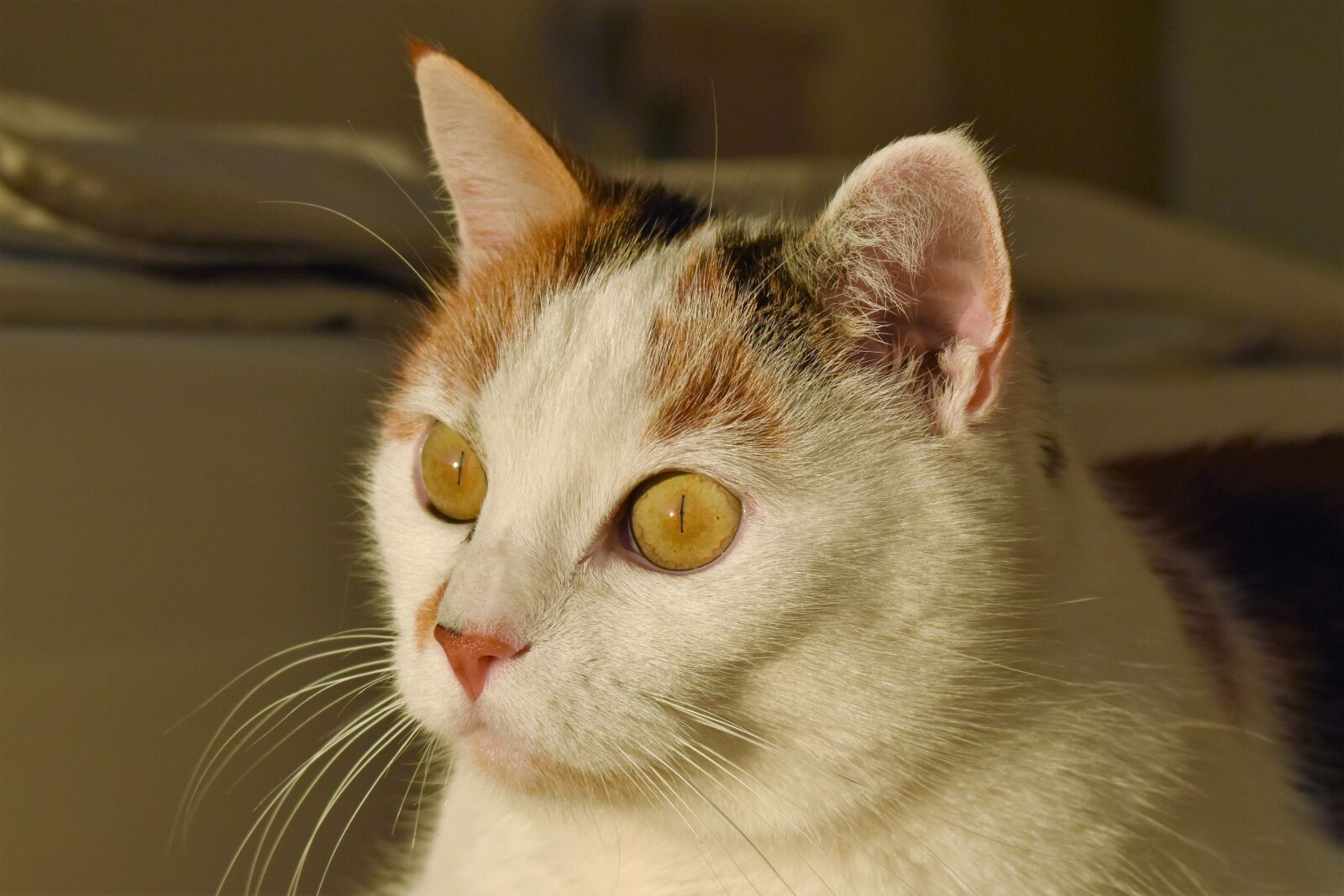 Nikon D5500 sample photo. Cat, white, animal photography