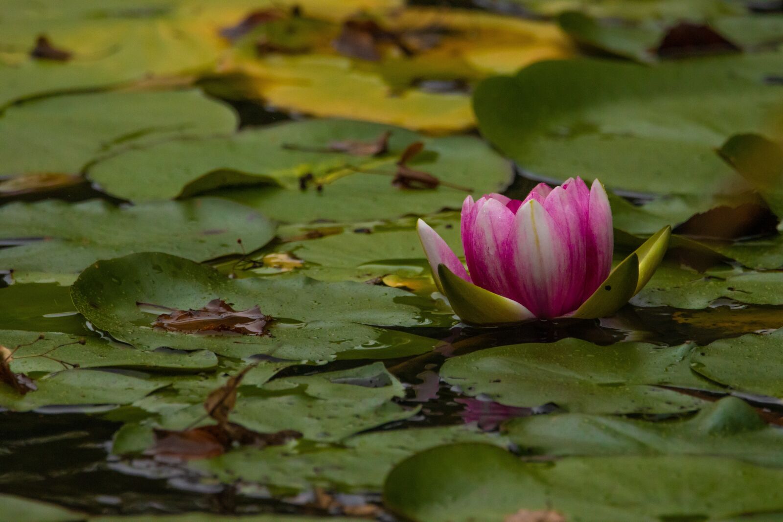 150-600mm F5-6.3 DG OS HSM | Contemporary 015 sample photo. Water lily, bank, water photography