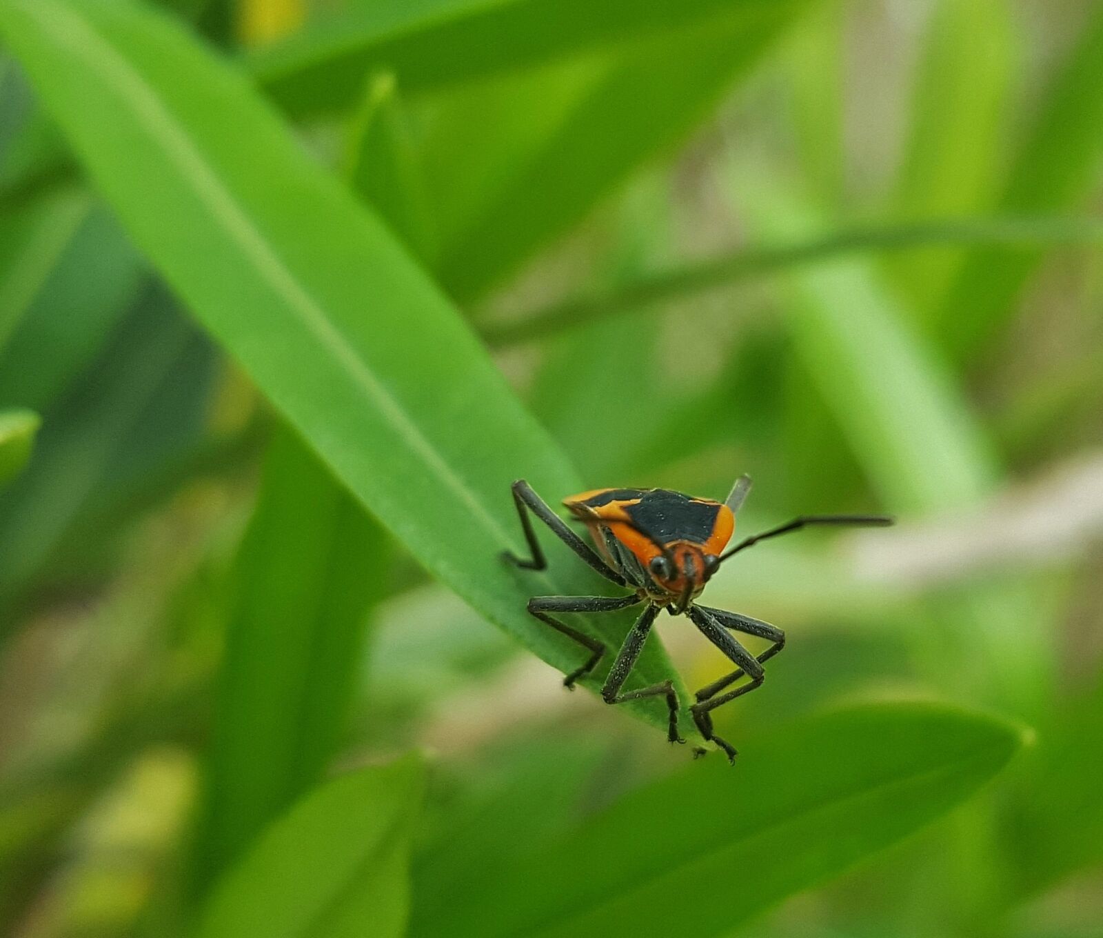 Samsung Galaxy Note5 sample photo. Milkweed bug, bug, insect photography