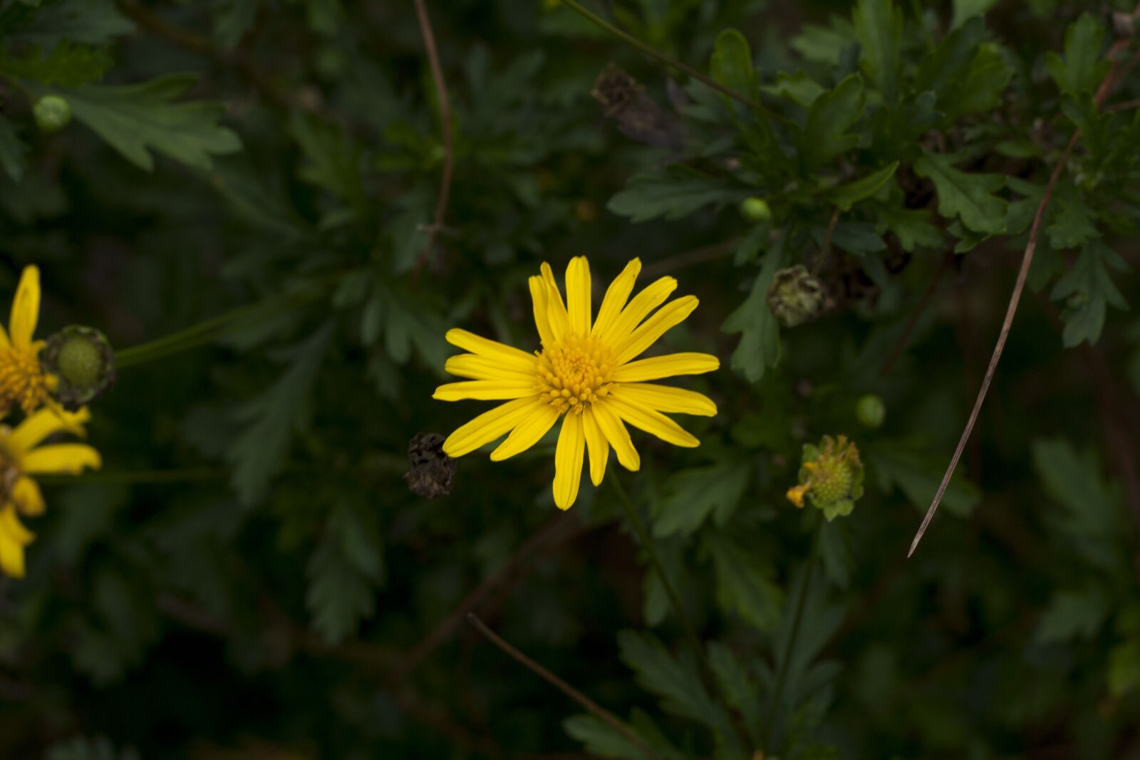 Canon EOS 350D (EOS Digital Rebel XT / EOS Kiss Digital N) sample photo. Yellow, flower, bokeh photography