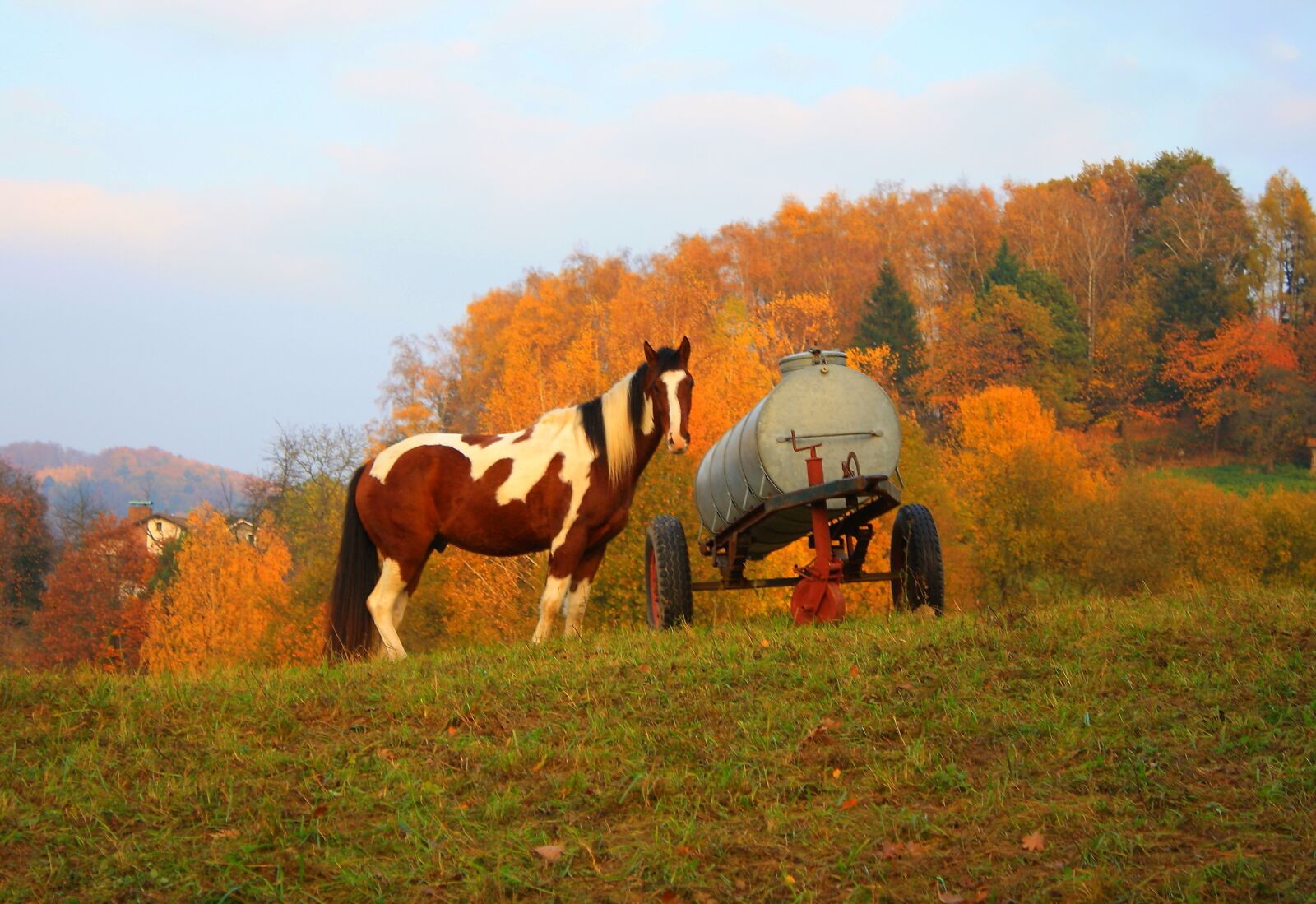 Canon EOS 1000D (EOS Digital Rebel XS / EOS Kiss F) sample photo. Horse, coupling, pasture photography