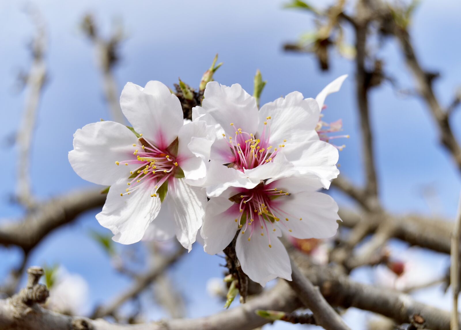 Nikon D3200 sample photo. Almond flowers, flowering, spring photography