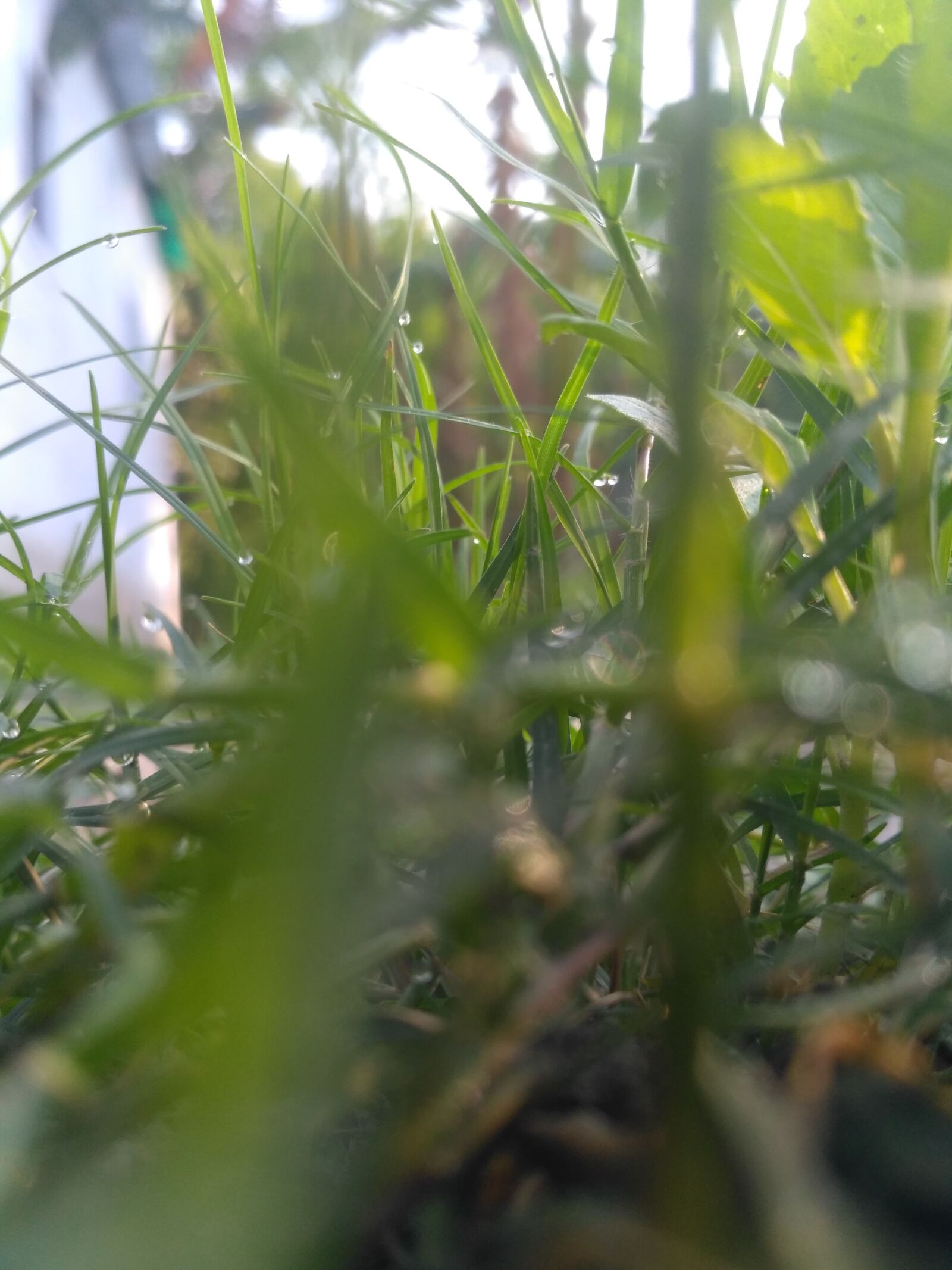 Xiaomi Redmi 3S sample photo. Grass, nature, droplets photography