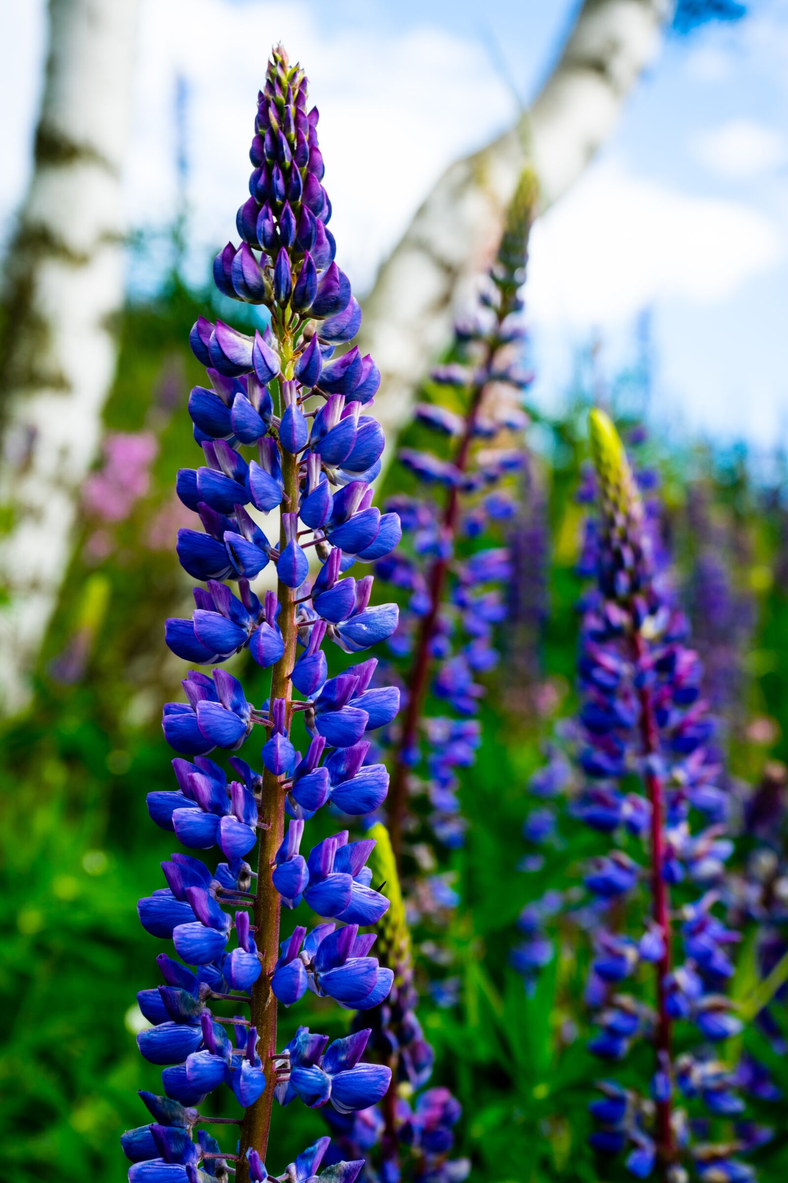 Sony a7 II + Sony FE 28-70mm F3.5-5.6 OSS sample photo. Lupine, flower, lupins photography