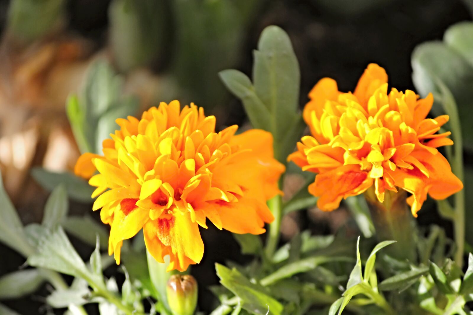 Canon EOS 1100D (EOS Rebel T3 / EOS Kiss X50) sample photo. Marigold, orange, composites photography