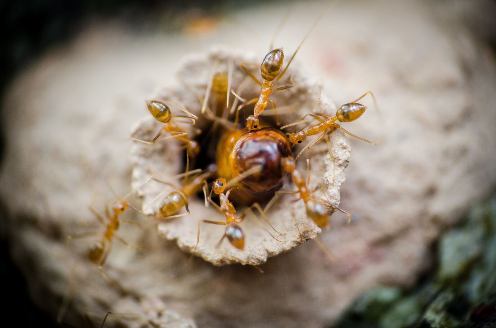 Nikon D7000 sample photo. Ants, egg, nature photography