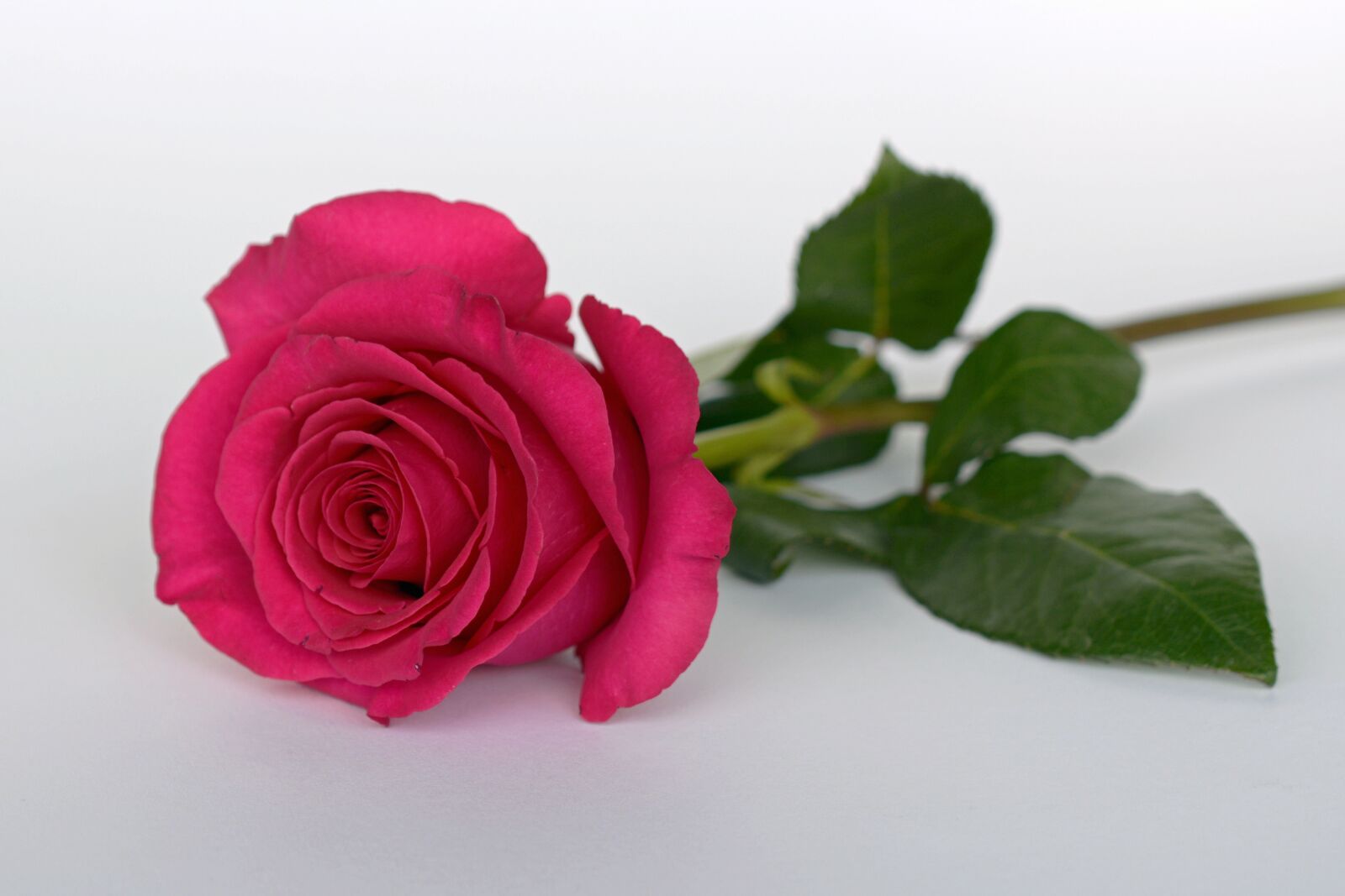 Nikon D7100 sample photo. Rose, pink, rose flower photography
