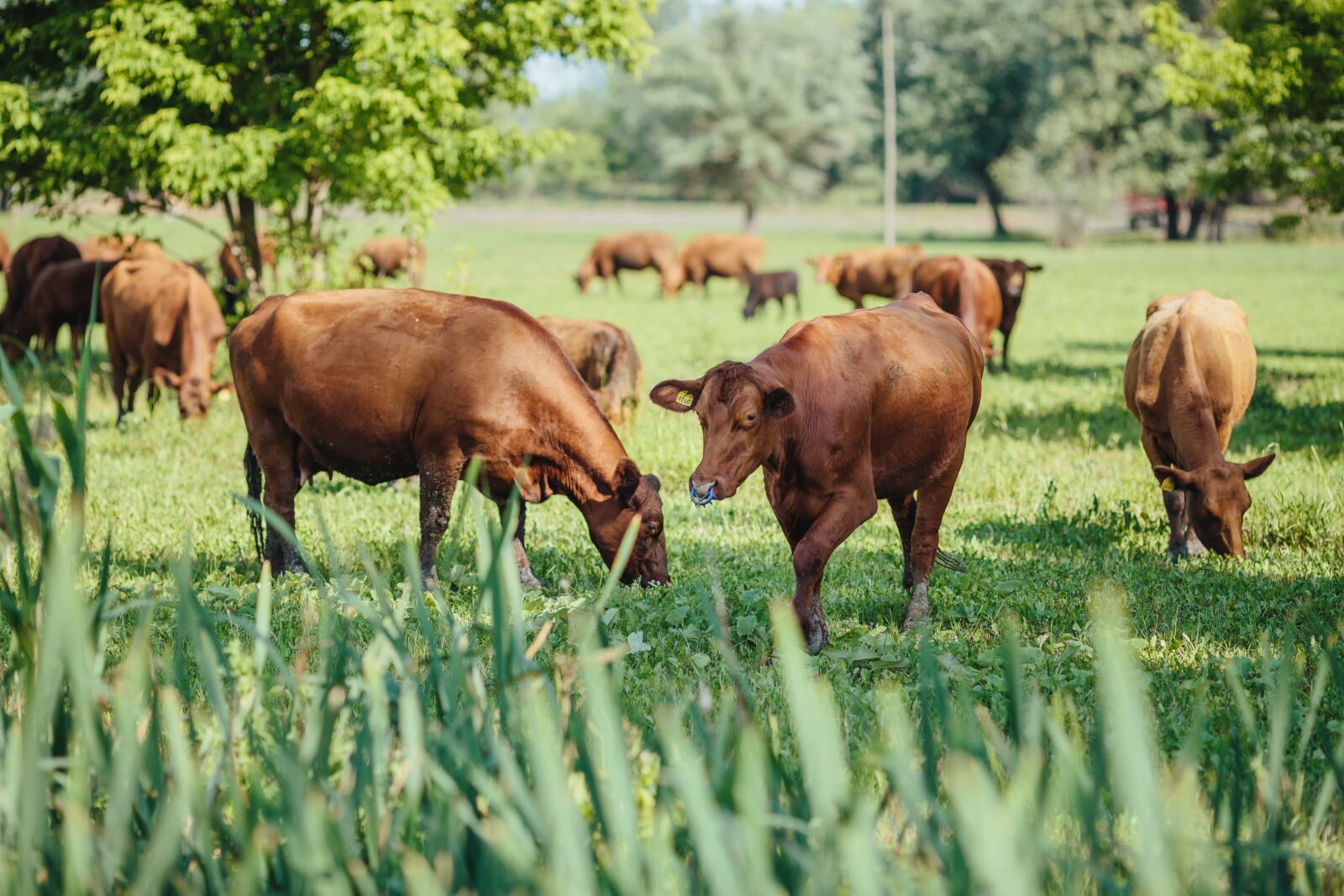 Canon EF 135mm F2L USM sample photo. Bull, bull nose, cows photography
