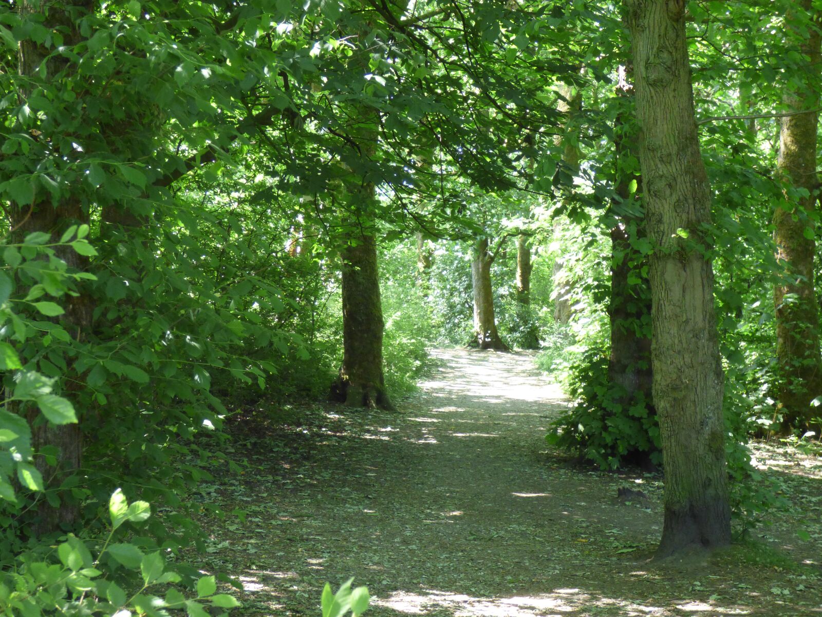 Panasonic DMC-FZ72 sample photo. Woodland path, woods, trees photography