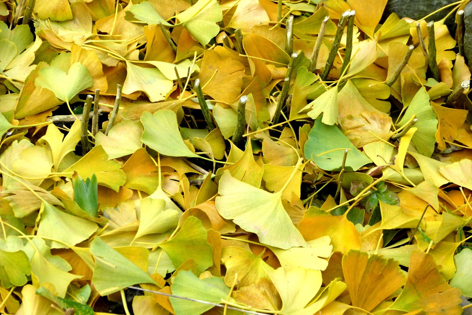 Panasonic Lumix DMC-FZ100 sample photo. Ginkgo leaves, autumn, leaves photography