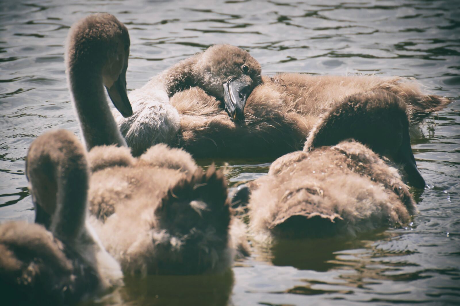 Nikon D3200 sample photo. Swan, young, young animal photography
