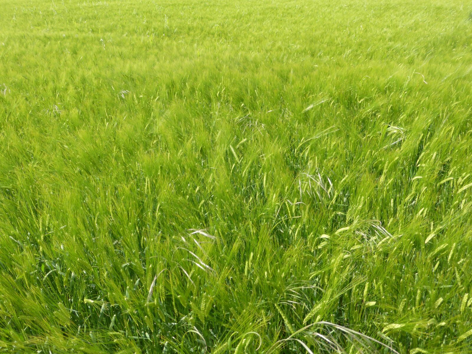 Panasonic Lumix DMC-ZS30 (Lumix DMC-TZ40) sample photo. Meadow, water, nature photography