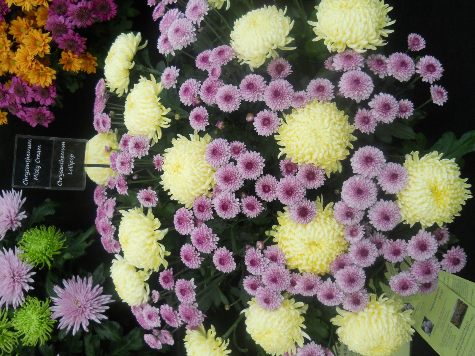 Nikon Coolpix L22 sample photo. Flowers, flower show, color photography