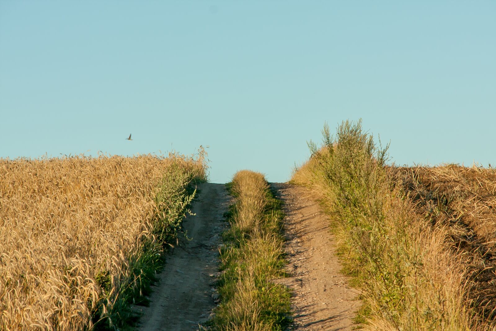 Canon EOS 40D sample photo. Landscape, yields, sky photography