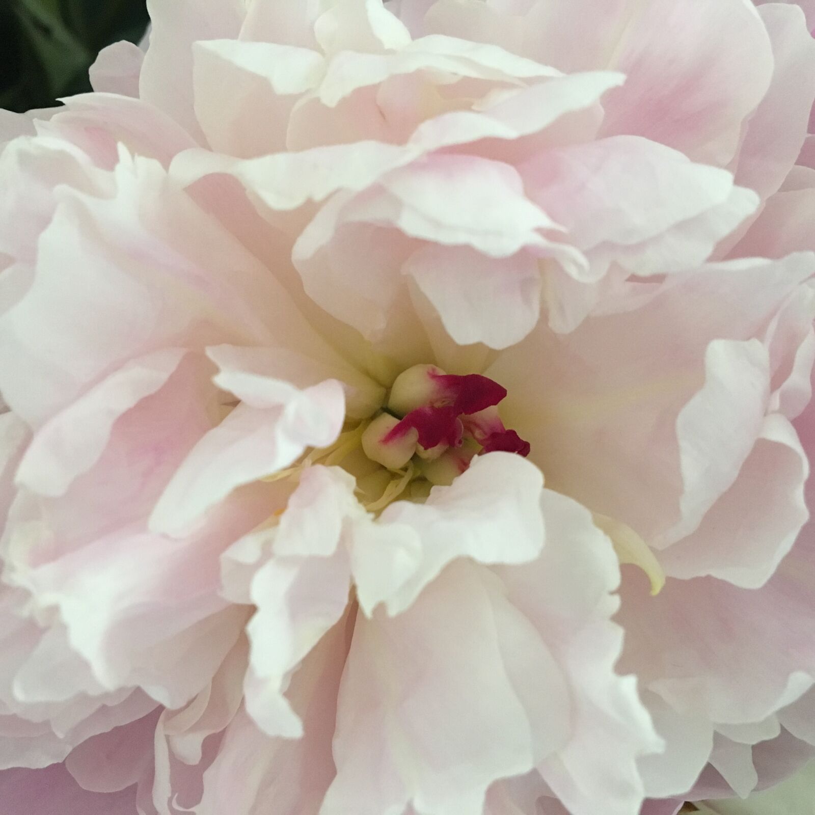 iPhone 6s back camera 4.15mm f/2.2 sample photo. Blume, detail, pfingstrose, rosa photography