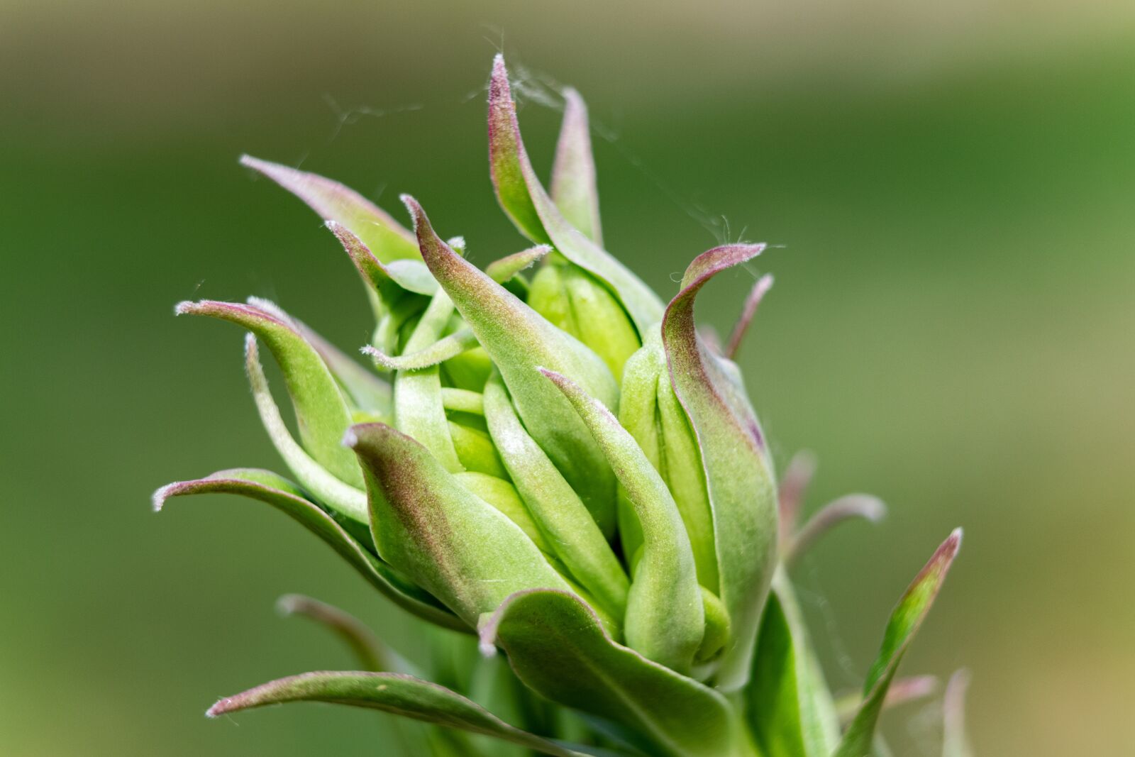Nikon D3300 sample photo. Flower, garden, nature photography