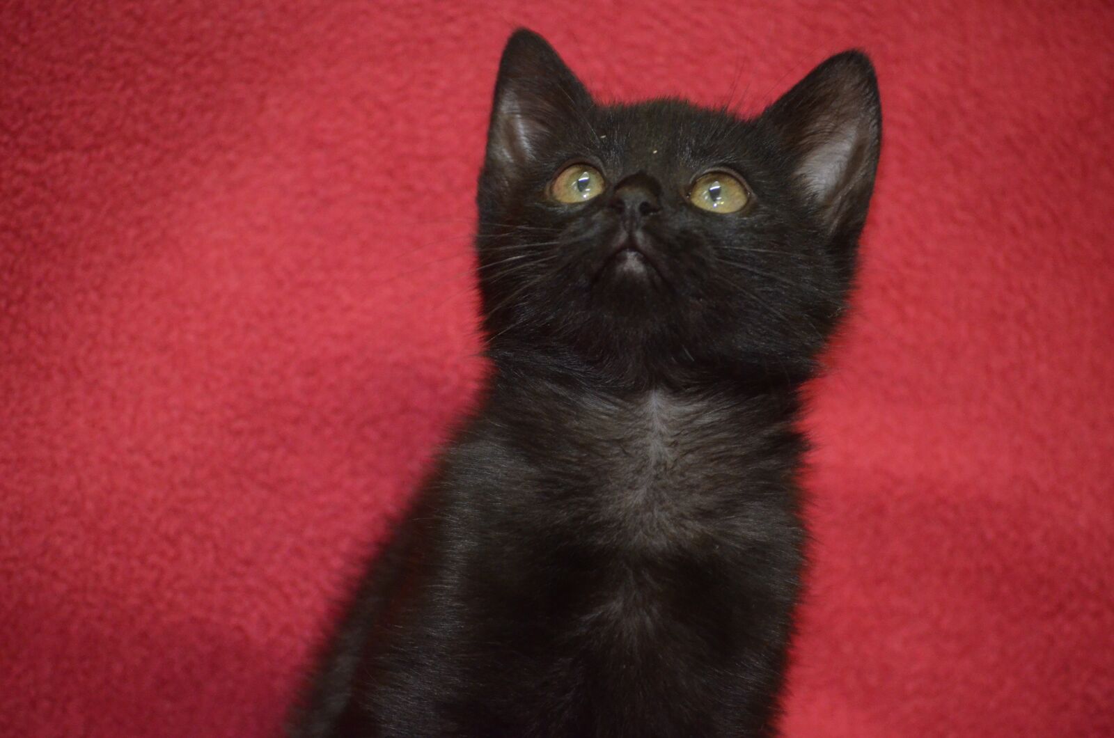 Nikon D5100 sample photo. Cat, black, red black photography