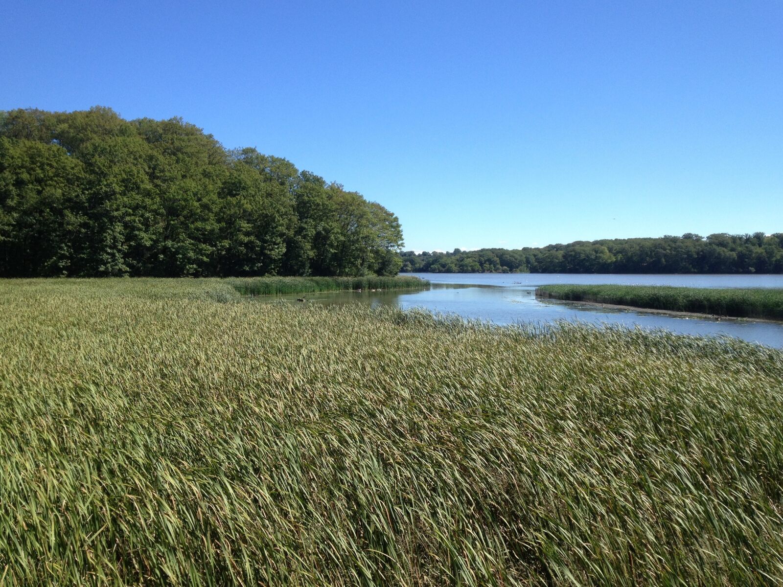 iPhone 4S back camera 4.28mm f/2.4 sample photo. Marsh, lake, summer photography
