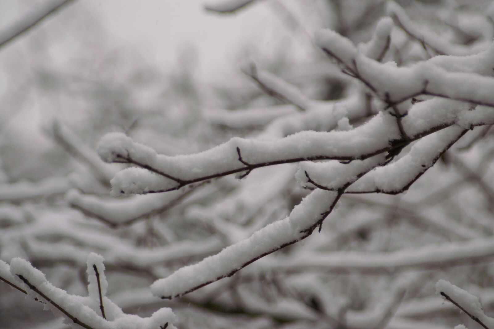 KONICA MINOLTA DYNAX 5D sample photo. Snow, tree, branches photography