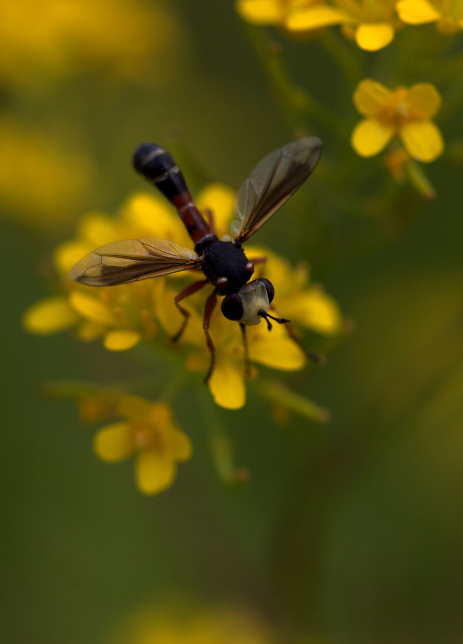 Canon EF-S 60mm F2.8 Macro USM sample photo. Wasp, flower, yellow photography