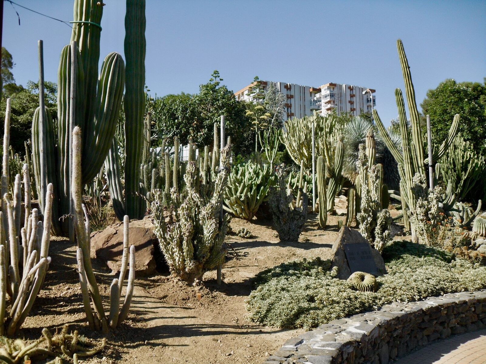 Samsung PL51 / VLUU PL51 /  SL203 sample photo. Cactus, building, plant benalmadena photography