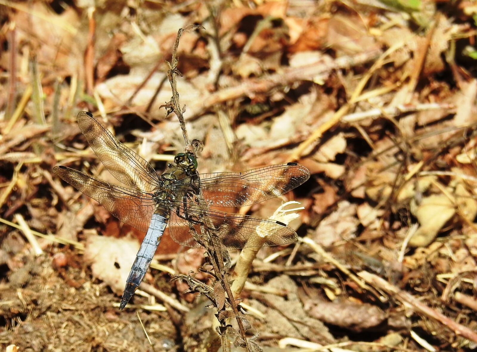 Nikon Coolpix P900 sample photo. Dragonfly, plattbauch, insect photography