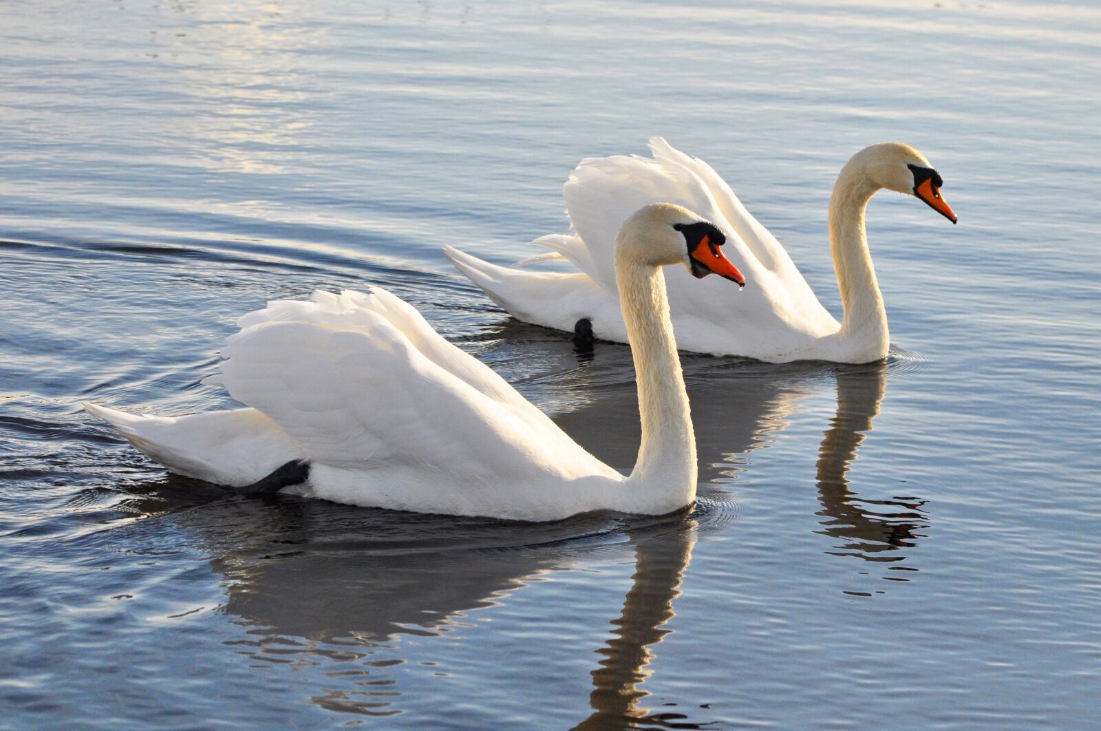 Nikon D90 sample photo. Mute swan, swan, animal photography