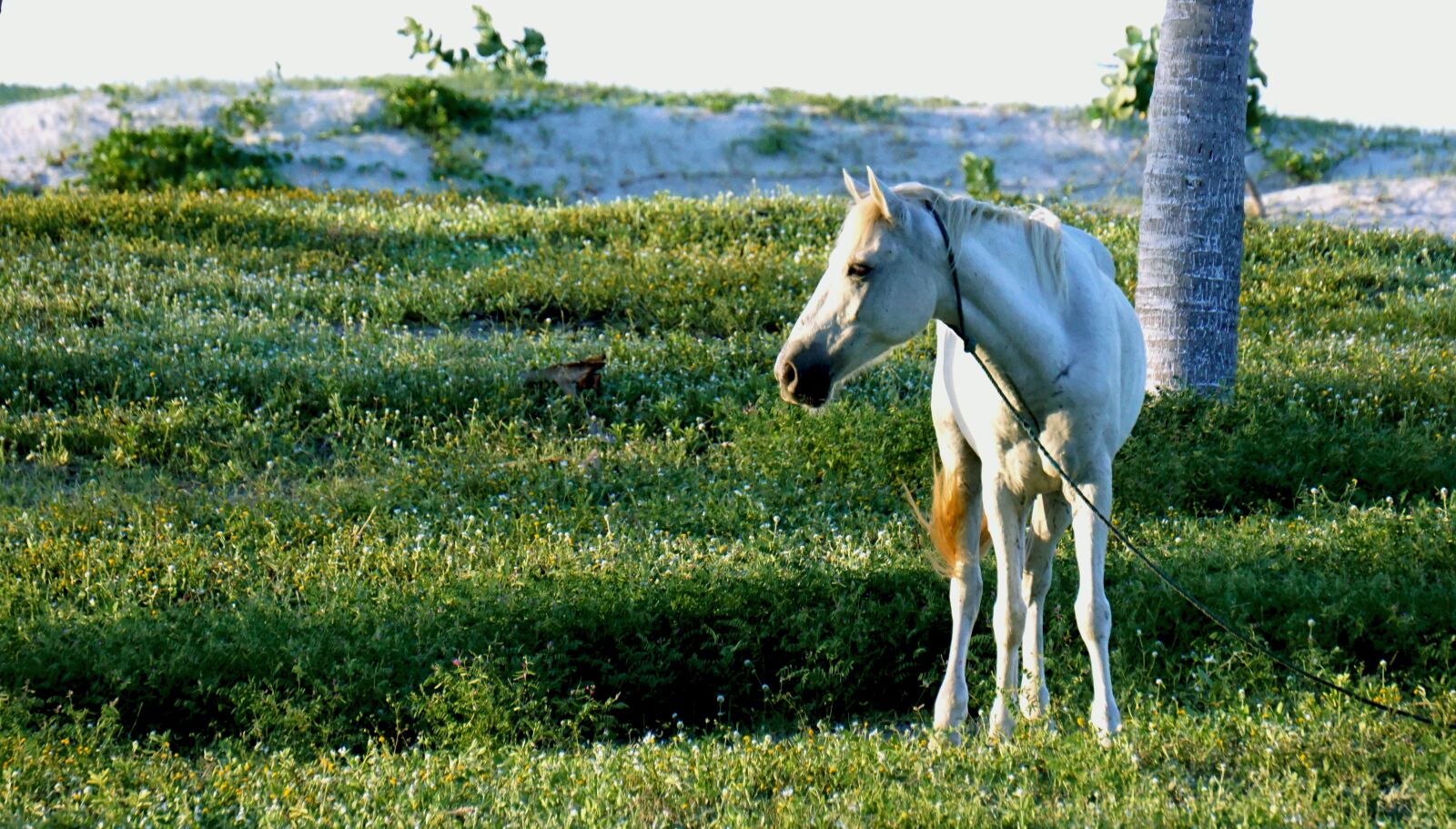 Sony E 55-210mm F4.5-6.3 OSS sample photo. Vet, animals, horse photography