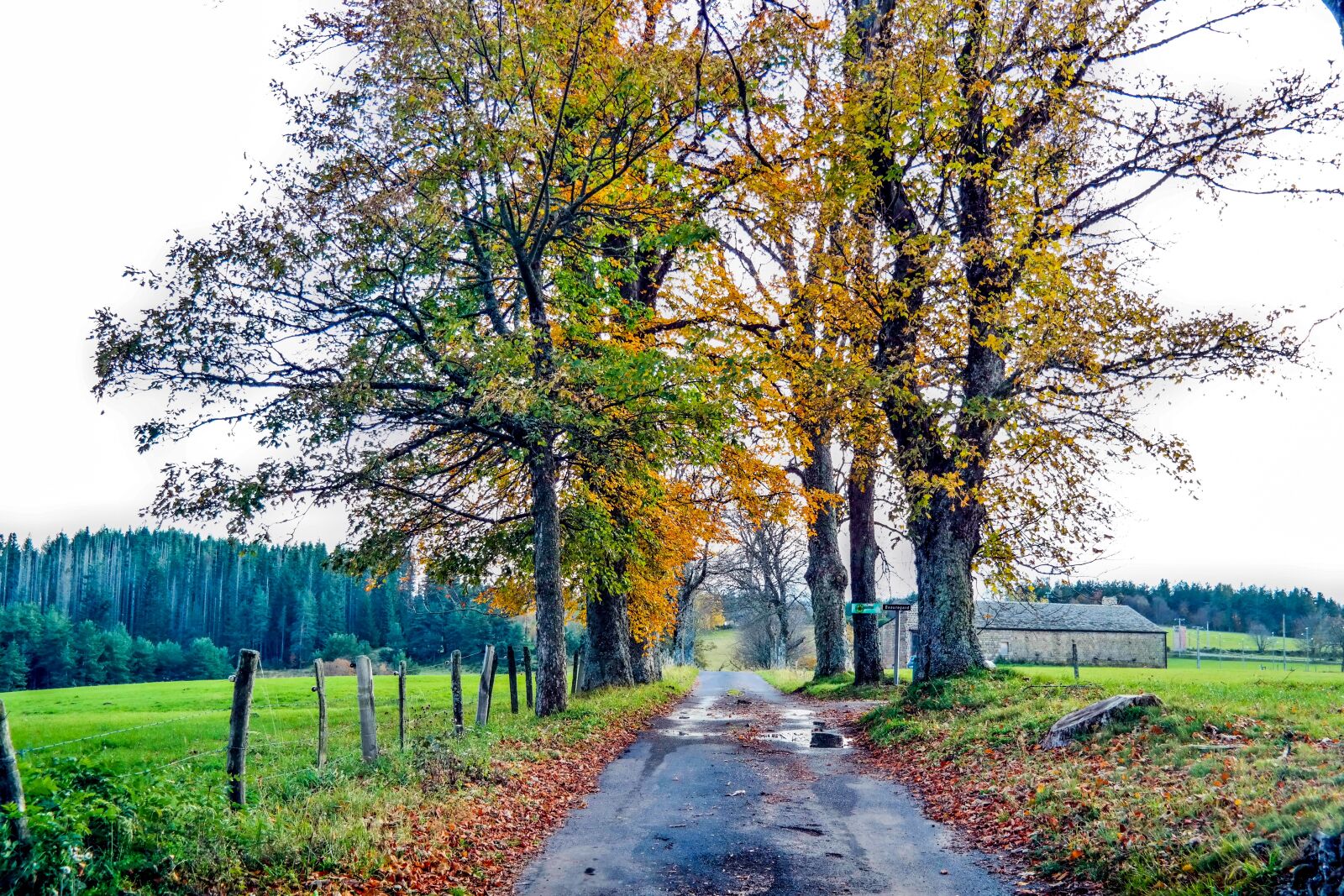Samsung NX300 sample photo. Fall, dead leaf, tree photography
