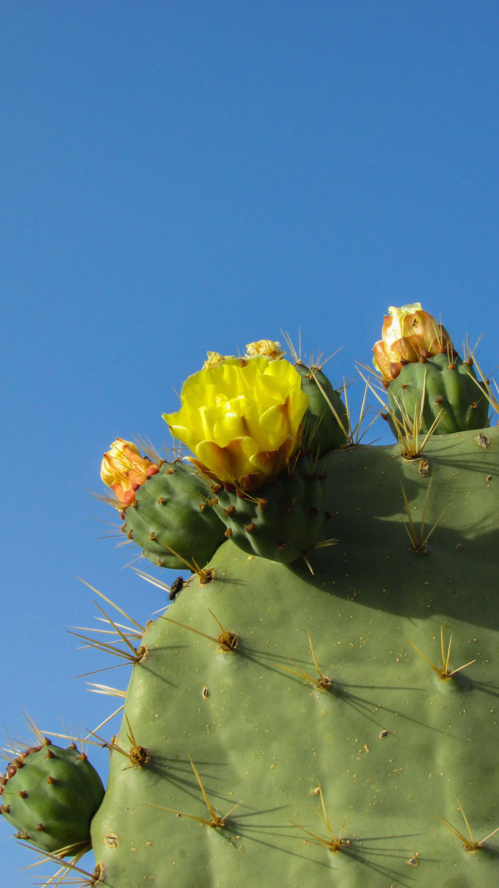 Canon PowerShot SX400 IS sample photo. Cyprus, ayia napa, cactus photography
