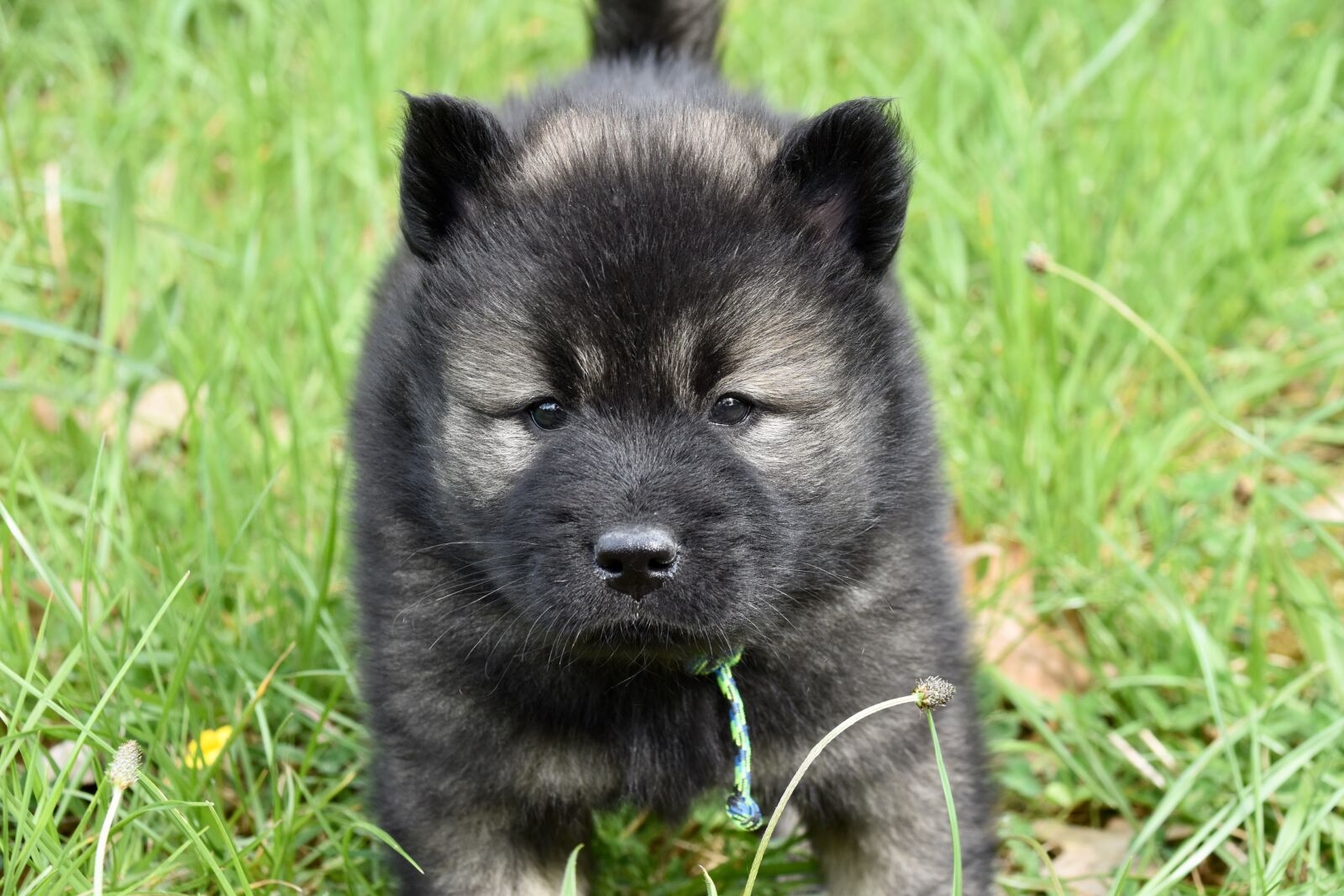 Nikon D5600 sample photo. Dog, puppy, young dog photography