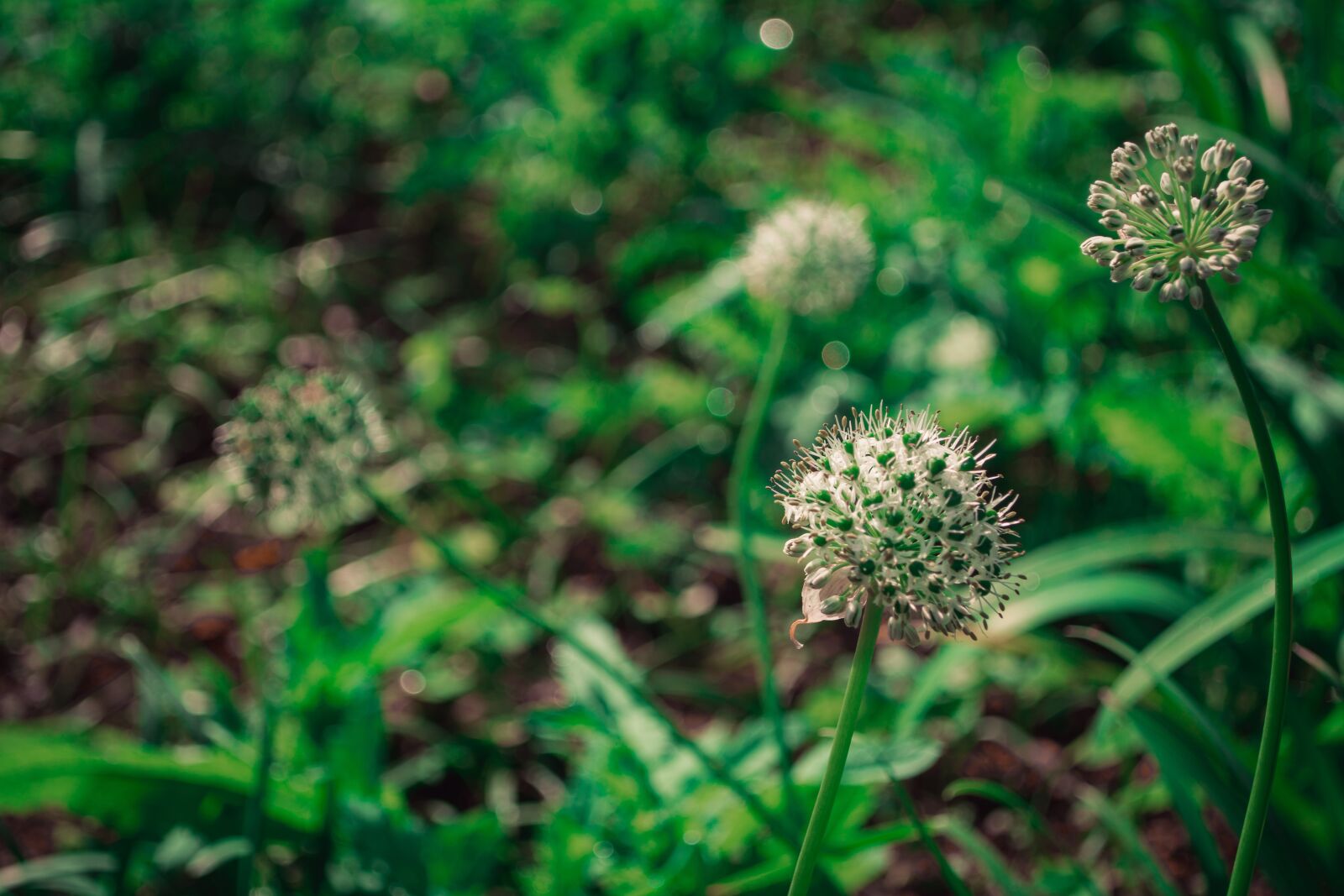 Nikon D5200 sample photo. Flowers, pretty views, nature photography