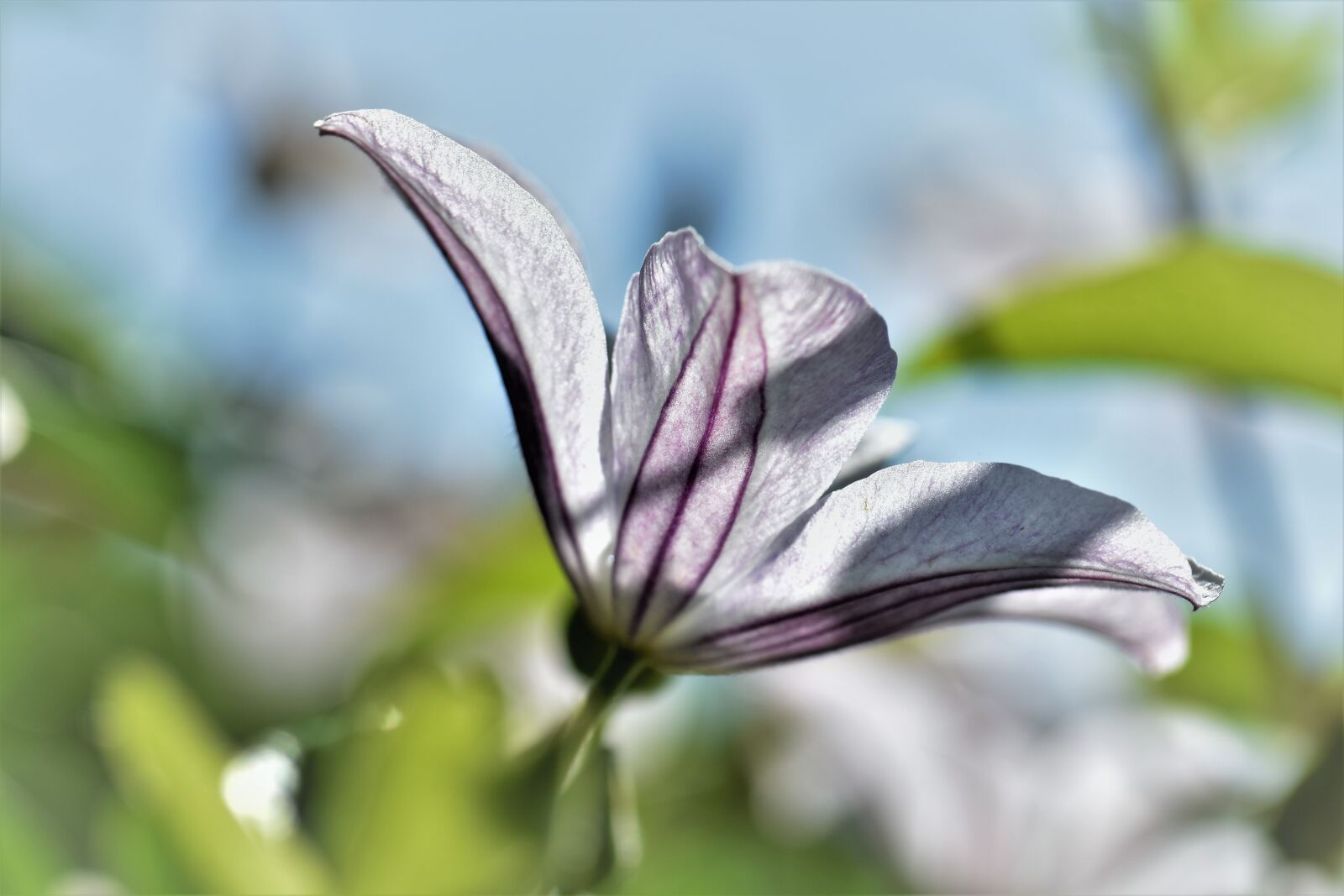 Nikon D5500 sample photo. Clematis, flower, blossom photography