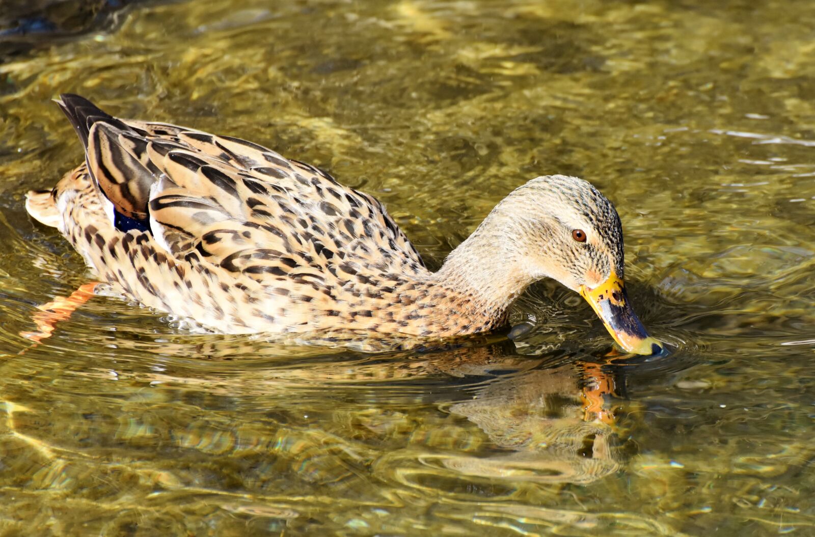 Nikon D7200 sample photo. Duck, drake, water bird photography