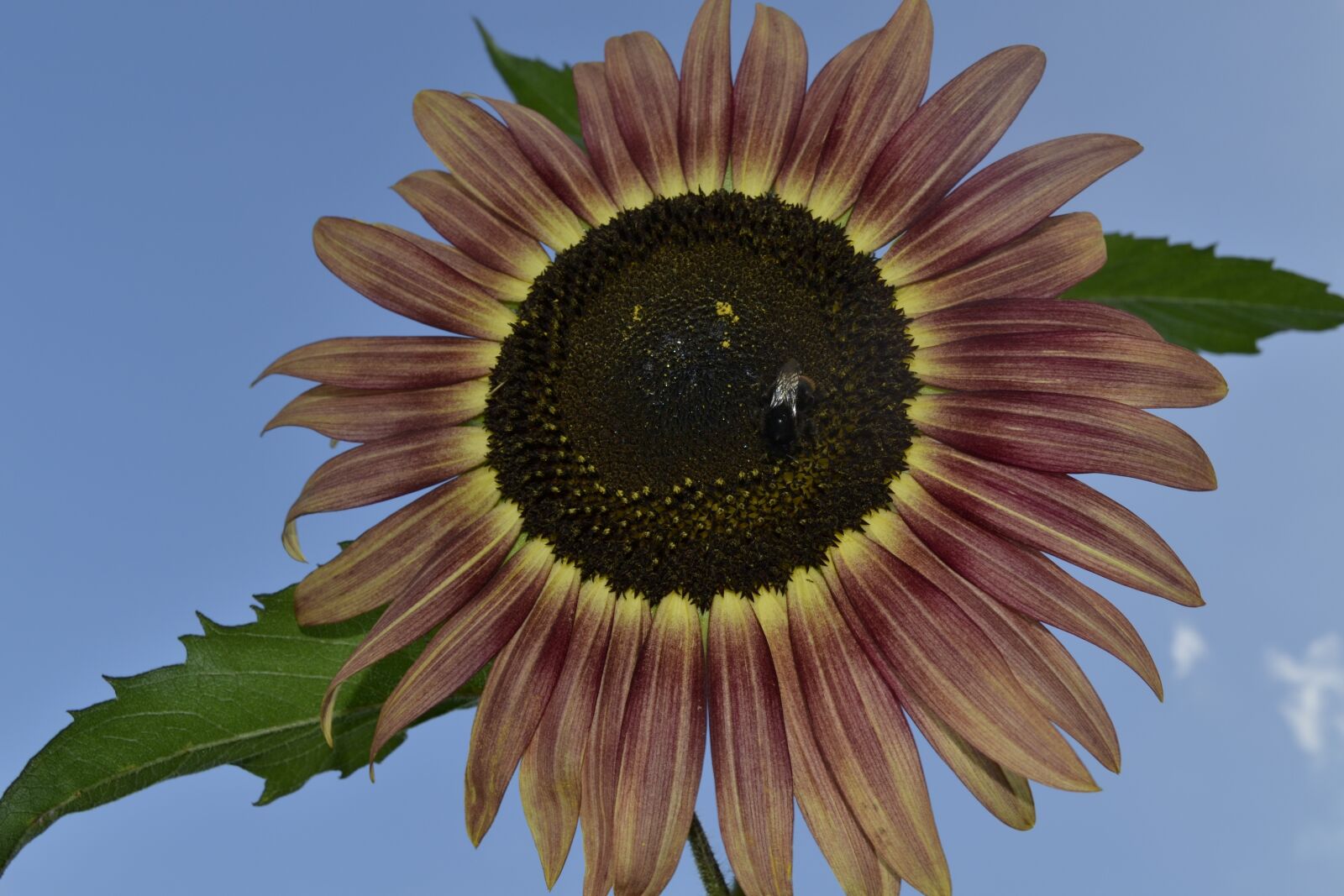 Nikon D3100 sample photo. Plant, nature, flower photography