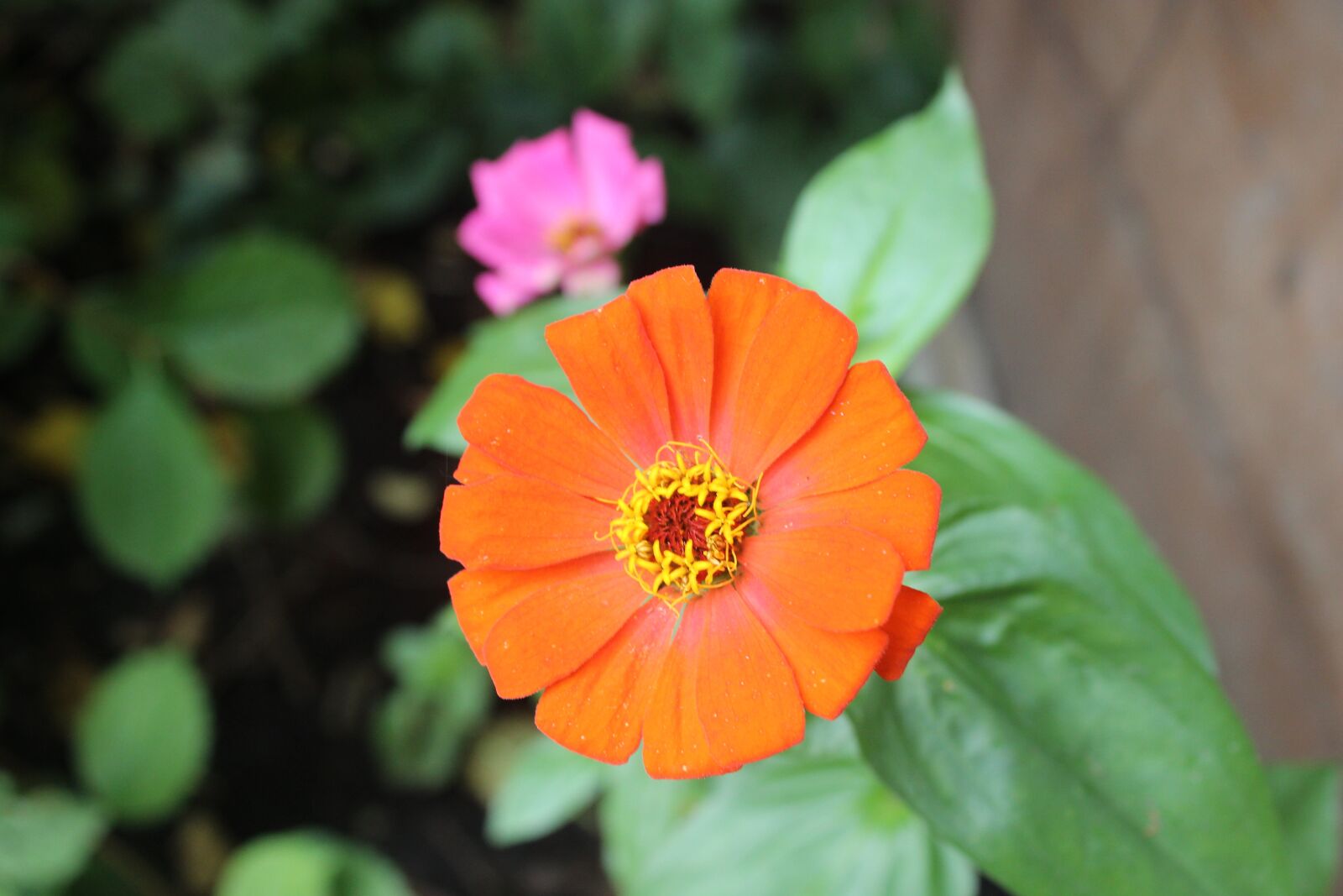 Canon EOS 600D (Rebel EOS T3i / EOS Kiss X5) sample photo. Flower, nature, natural photography