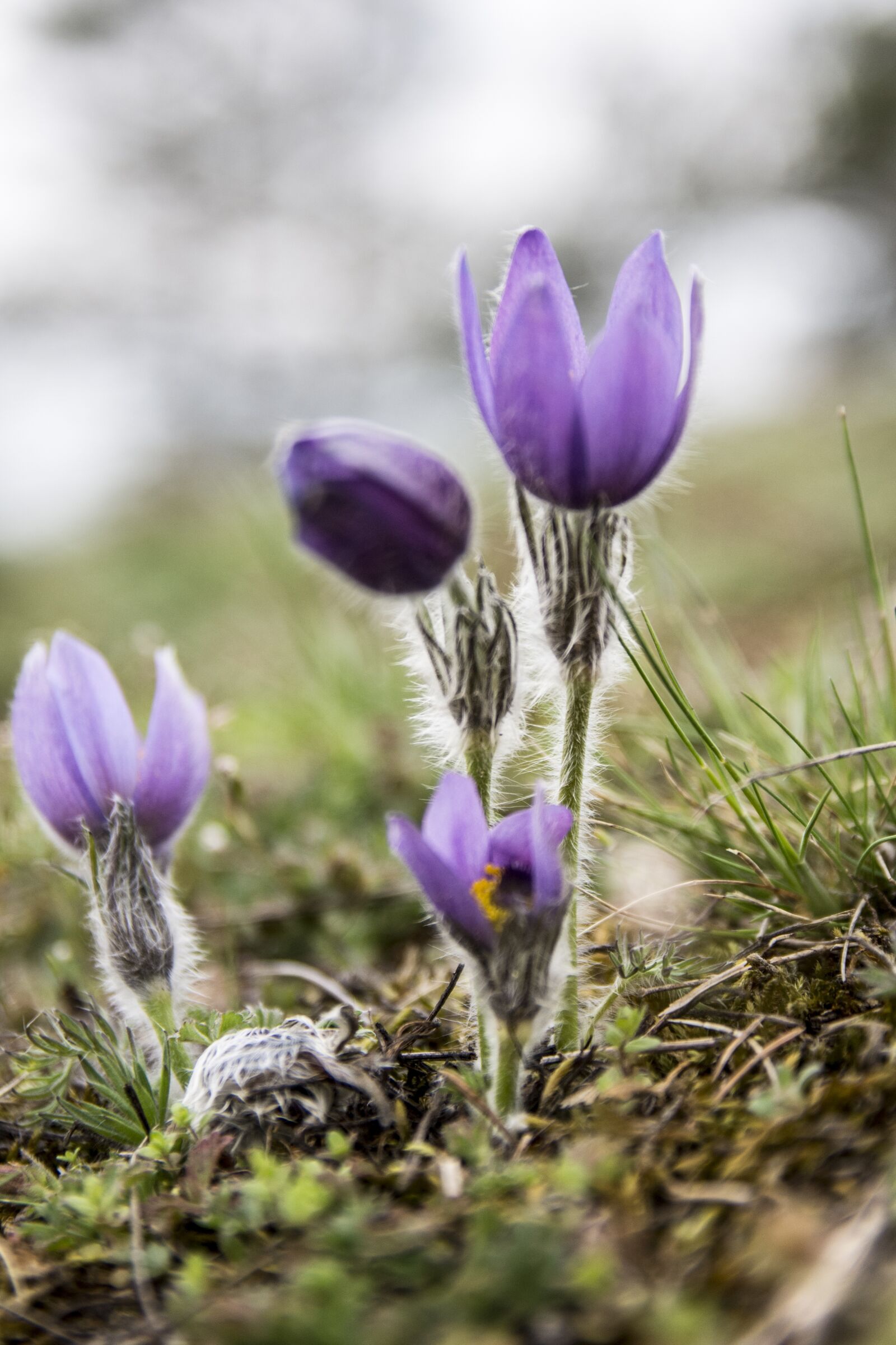 Nikon D7200 sample photo. Pasque flower, nature, spring photography