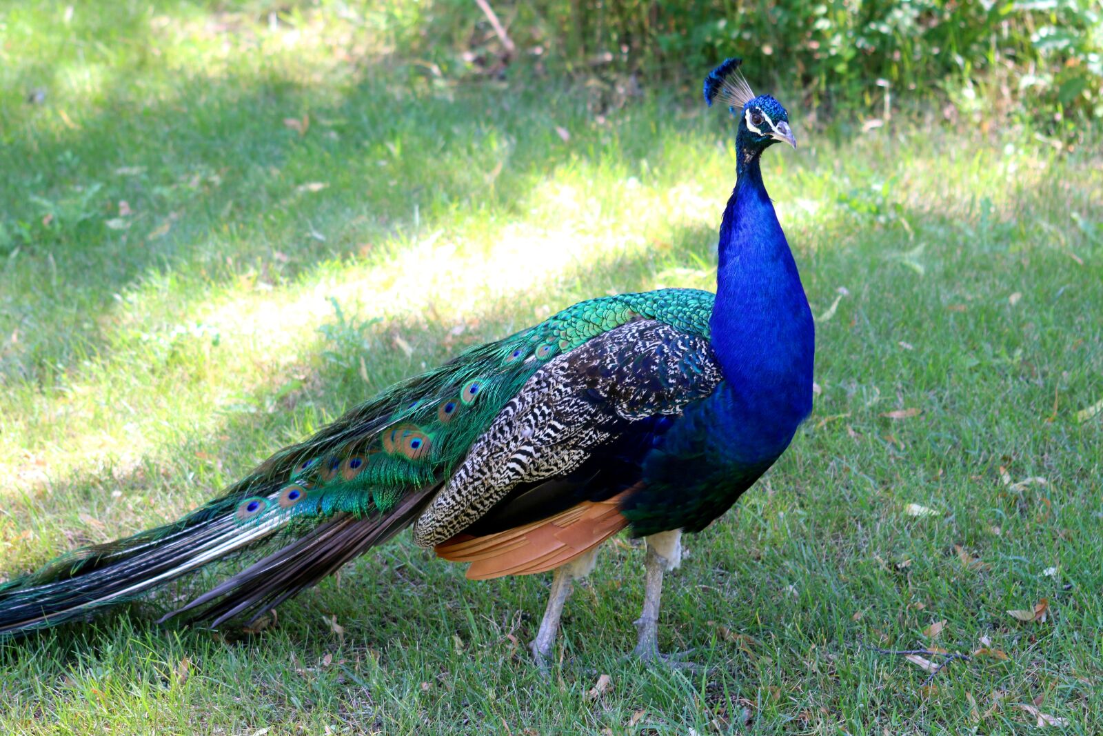 Canon EOS 70D sample photo. Peacock, bird, wildlife photography