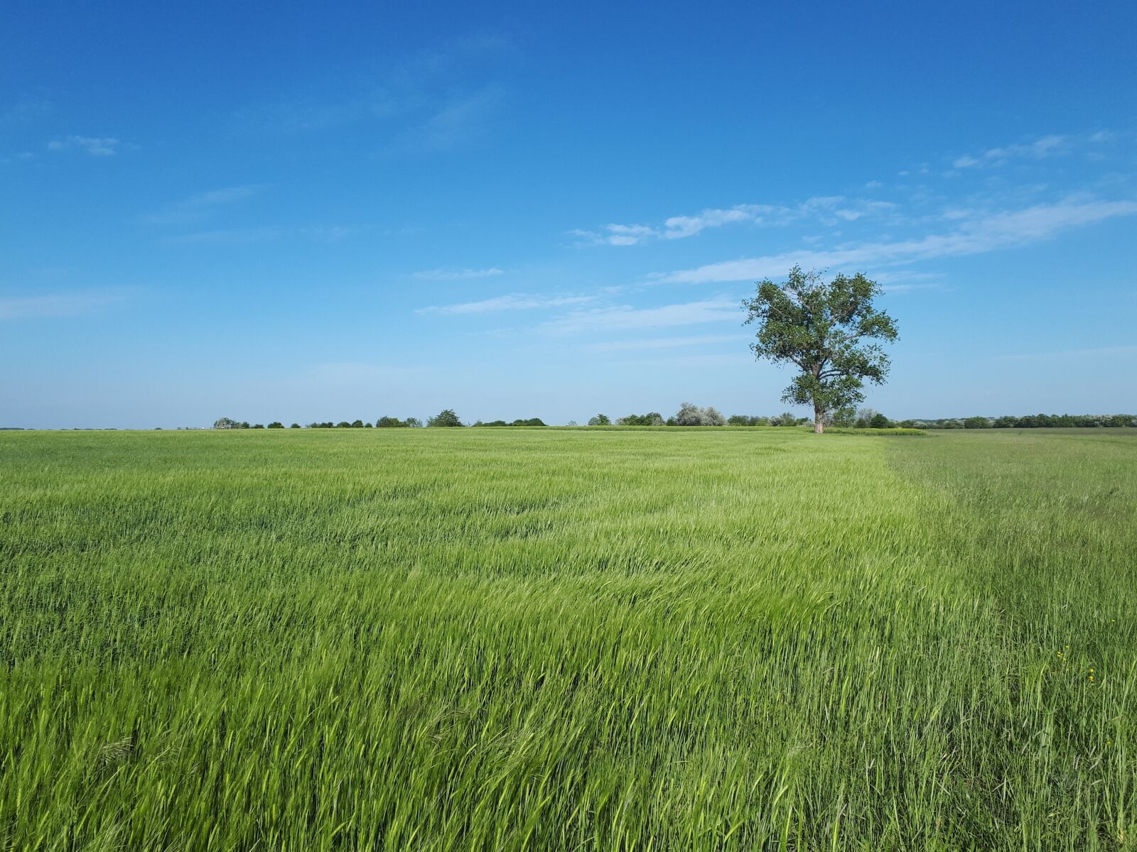 Samsung Galaxy A5(2017) sample photo. Wood, field, sky photography