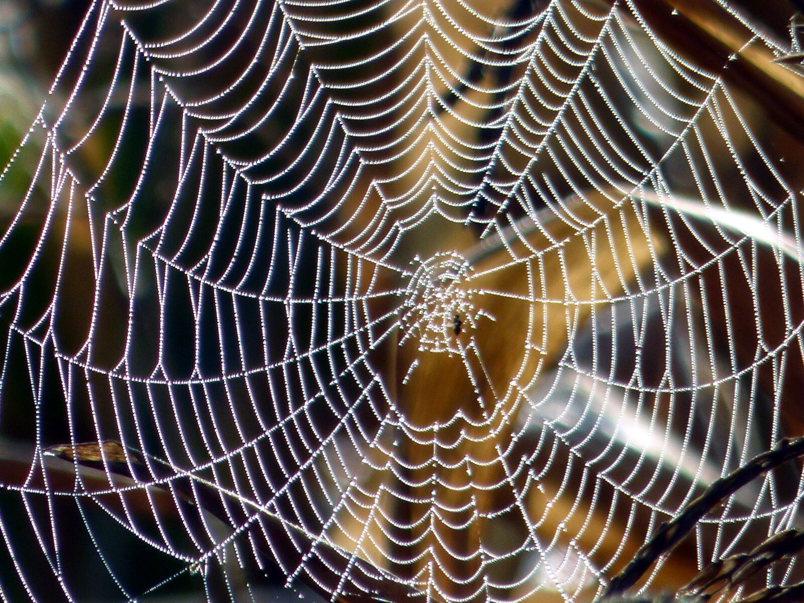 Panasonic DMC-FZ72 sample photo. Canvas, spider, nature photography